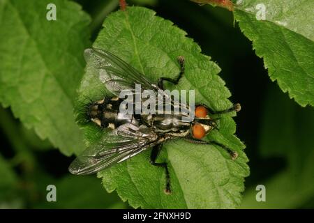 Feshfly, Fleshfly-Fly (Sarcophaga spec.), se trouve sur une feuille, Autriche Banque D'Images