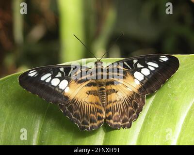 Clipper (Parthenos sylvia, Papilio slyvia), se trouve sur une feuille Banque D'Images