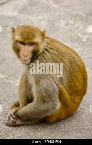 Le singe rhésus, rhésus macaque (Macaca mulatta), est assis sur le terrain, en Inde Banque D'Images