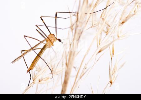 Cranefly (Limonia phragmitidis), se trouve sur l'herbe, en Autriche Banque D'Images