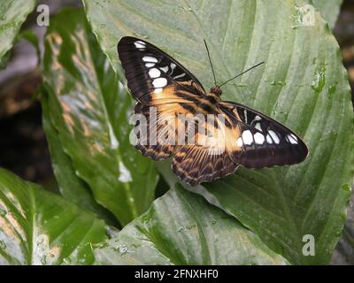 Clipper (Parthenos sylvia, Papilio slyvia), se trouve sur une feuille Banque D'Images