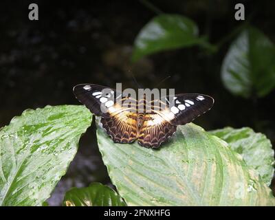 Clipper (Parthenos sylvia, Papilio slyvia), se trouve sur une feuille Banque D'Images