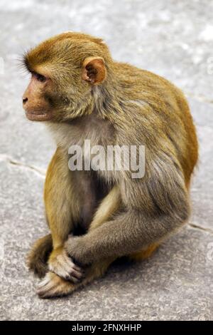 Le singe rhésus, rhésus macaque (Macaca mulatta), est assis sur le terrain, en Inde Banque D'Images