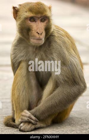 Le singe rhésus, rhésus macaque (Macaca mulatta), est assis sur le terrain, en Inde Banque D'Images