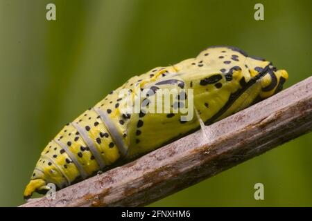 Grand blanc (Pieris brassicae), pupa sur une tige, Autriche Banque D'Images