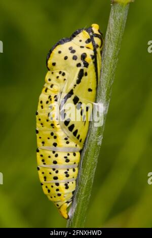 Grand blanc (Pieris brassicae), pupa sur une tige, Autriche Banque D'Images