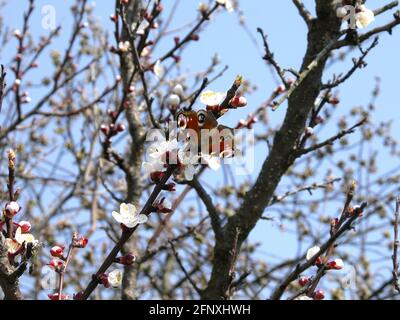 Peacock papillon, Peacock européen (Inachis io, Nymphalis io, Aglais io), sur la fleur des arbres fruitiers, Autriche Banque D'Images