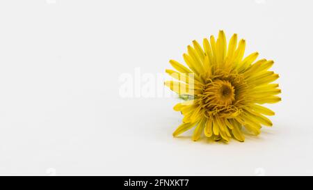 pissenlit jaune isolé sur fond blanc Banque D'Images