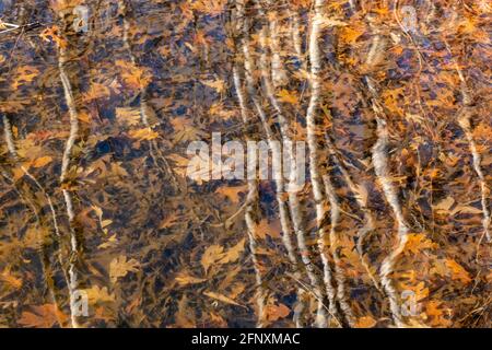 Réflexions d'arbres dans le lac, Minnesota, Etats-Unis, par Dominique Braud/Dembinsky photo Assoc Banque D'Images