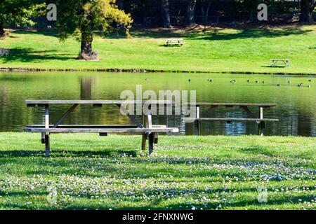 Tables de pique-nique en bois vides avec bancs fixés prairie d'herbe verte à côté de l'étang peu profond dans le parc public Banque D'Images