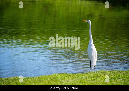 Grand aigreet blanc se dresse sur l'herbe verte claire près de la rive d'un étang. Banque D'Images