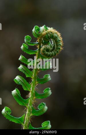 L'épée de Fern fronde se défurquer. Willamette National Forest, Cascade Mountains, Oregon. Banque D'Images
