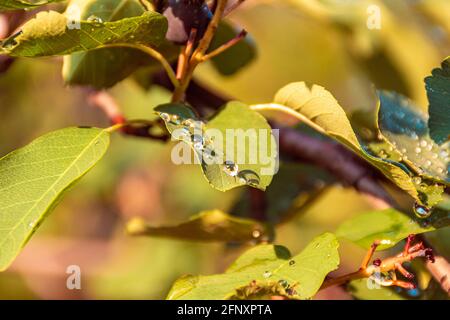 La rosée ou les gouttes de pluie brillent dans les rayons du soleil du matin sur les feuilles d'un arbuste - irga produisant des fruits doux, foyer sélectif Banque D'Images