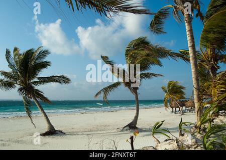 Plage de Xpu-Ha, palmiers mexicains des Caraïbes Banque D'Images