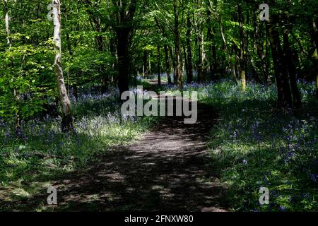 Buckinghamshire. 19 mai 2021. Photo prise le 19 mai 2021 montre des cloches à Philipshill Wood, Buckinghamshire, Grande-Bretagne. Credit: Han Yan/Xinhua/Alay Live News Banque D'Images