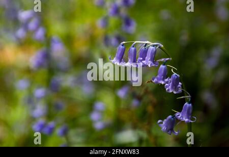 Buckinghamshire. 19 mai 2021. Photo prise le 19 mai 2021 montre des cloches à Philipshill Wood, Buckinghamshire, Grande-Bretagne. Credit: Han Yan/Xinhua/Alay Live News Banque D'Images