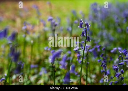 Buckinghamshire. 19 mai 2021. Photo prise le 19 mai 2021 montre des cloches à Philipshill Wood, Buckinghamshire, Grande-Bretagne. Credit: Han Yan/Xinhua/Alay Live News Banque D'Images