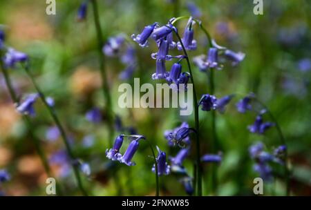 Buckinghamshire. 19 mai 2021. Photo prise le 19 mai 2021 montre des cloches à Philipshill Wood, Buckinghamshire, Grande-Bretagne. Credit: Han Yan/Xinhua/Alay Live News Banque D'Images