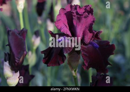 Iris 'Redneck Girl'. Banque D'Images