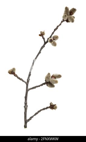 Tremble commune, branche de Populus tremula avec des chatons en fleur isolés sur fond blanc Banque D'Images