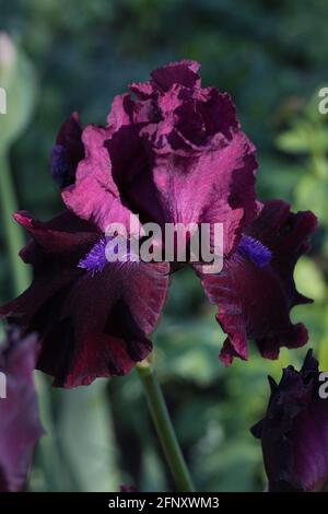 Iris 'Redneck Girl'. Banque D'Images