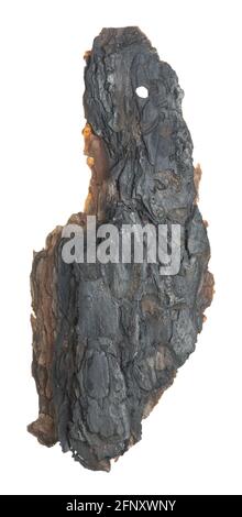 Écorce de pin brûlée isolée sur fond blanc Banque D'Images