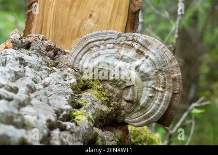 Le conk de l'artiste, Ganoderma applanatum, qui pousse sur le bois de peuplier Banque D'Images