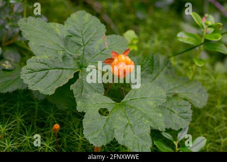 Mûre baie nuageuse, Rubus chamaemorus sur la plante Banque D'Images