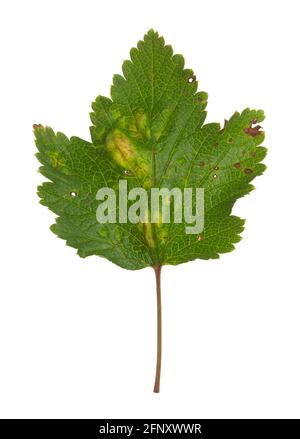 Des galettes de puceron rouge, Cryptomyzus ribis, sur des feuilles de cassis isolées sur fond blanc Banque D'Images