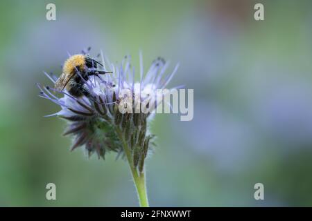 Abeille carder commune, Bombus pascuorum sur le tansy bleu, Phacelia tanacetifolia photographiée tôt le matin le bourdon est couvert de rosée Banque D'Images