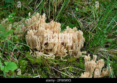 Champignons de corail, Ramaria tridentina en croissance dans l'environnement naturel Banque D'Images