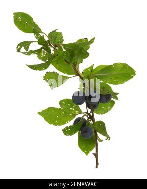 Brindilles Damson, brindicitia Prunus avec baies mûres isolées sur fond blanc Banque D'Images