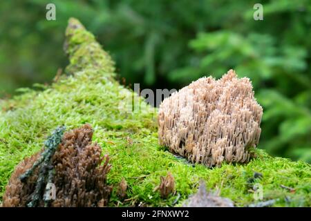 Corail de la couronne, Artomyces pyxidatus poussant sur le bois de tremble Banque D'Images