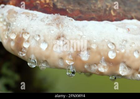 Gutation sur ceinture rouge conk, Fomitopsis pinicola, photo de gros plan Banque D'Images