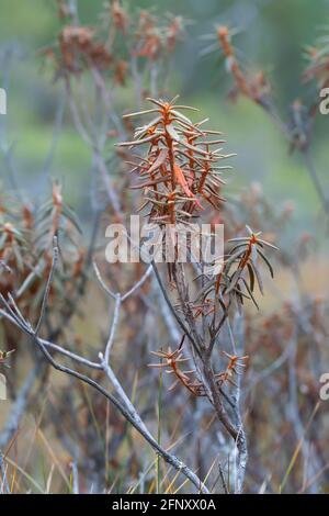 Thé du labrador Marsh, usine de tomentosum de Rhododendron en automne Banque D'Images