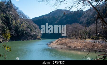 Plants de sususuki en forme de blé par beau temps près d'une rivière Banque D'Images