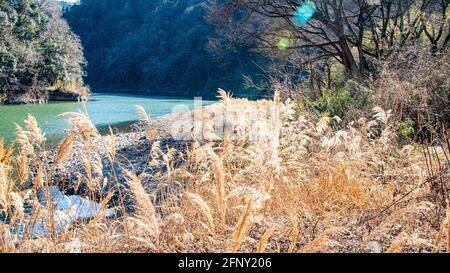 Plants de sususuki en forme de blé par beau temps près d'une rivière Banque D'Images