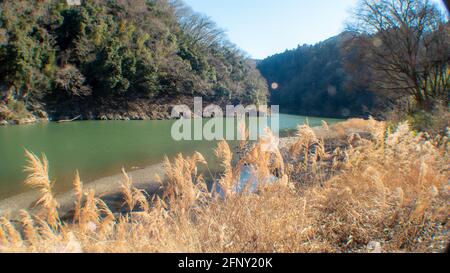 Plants de sususuki en forme de blé par beau temps près d'une rivière Banque D'Images