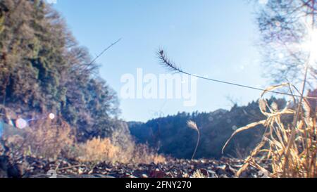 Plants de sususuki en forme de blé par beau temps près d'une rivière Banque D'Images