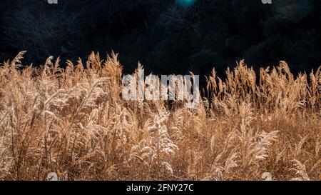 Plants de sususuki en forme de blé par beau temps près d'une rivière Banque D'Images