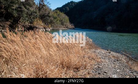Plants de sususuki en forme de blé par beau temps près d'une rivière Banque D'Images