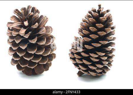 Grand ensemble de cônes de pin divers conifères isolés sur fond blanc Banque D'Images