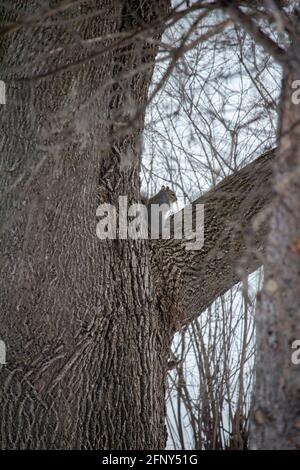 Vue rapprochée d'un écureuil gris de l'est (Sciurus carolinensis) assis sur le membre d'un vieux arbre recouvert de lichens et mousses Banque D'Images