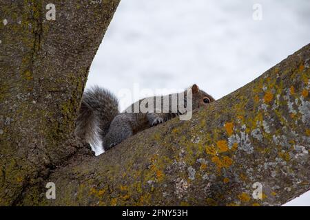 Vue rapprochée d'un écureuil gris de l'est (Sciurus carolinensis) assis sur le membre d'un vieux arbre recouvert de lichens et mousses Banque D'Images