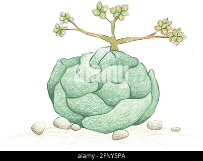 Illustration esquisse dessinée à la main de l'usine de Crassula Alstonii Succulents. Des plantes succulentes pour la décoration de jardin. Illustration de Vecteur