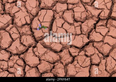 Fleur qui grandit hors des fissures dans le fond de la terre Banque D'Images