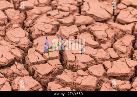 Fleur qui grandit hors des fissures dans le fond de la terre Banque D'Images