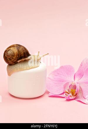 Cosmétiques de rajeunissement de la peau sur fond rose avec l'escargot et la fleur d'orchidées, crème de mucine d'escargot, hydratation de la peau, beauté, santé, concept spa. Sele doux Banque D'Images