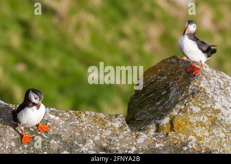 Atlantic Puffins sur une falaise Banque D'Images