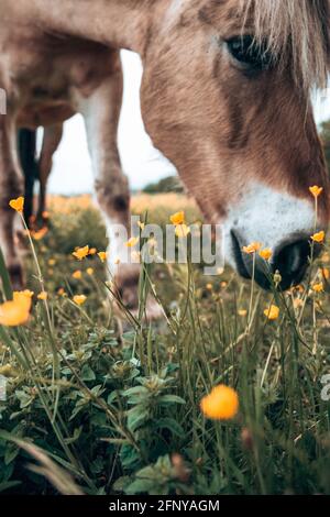 Le cheval mange de l'herbe dans la nature sauvage. Parfait pour les amateurs de chevaux et les propriétaires de chevaux Banque D'Images